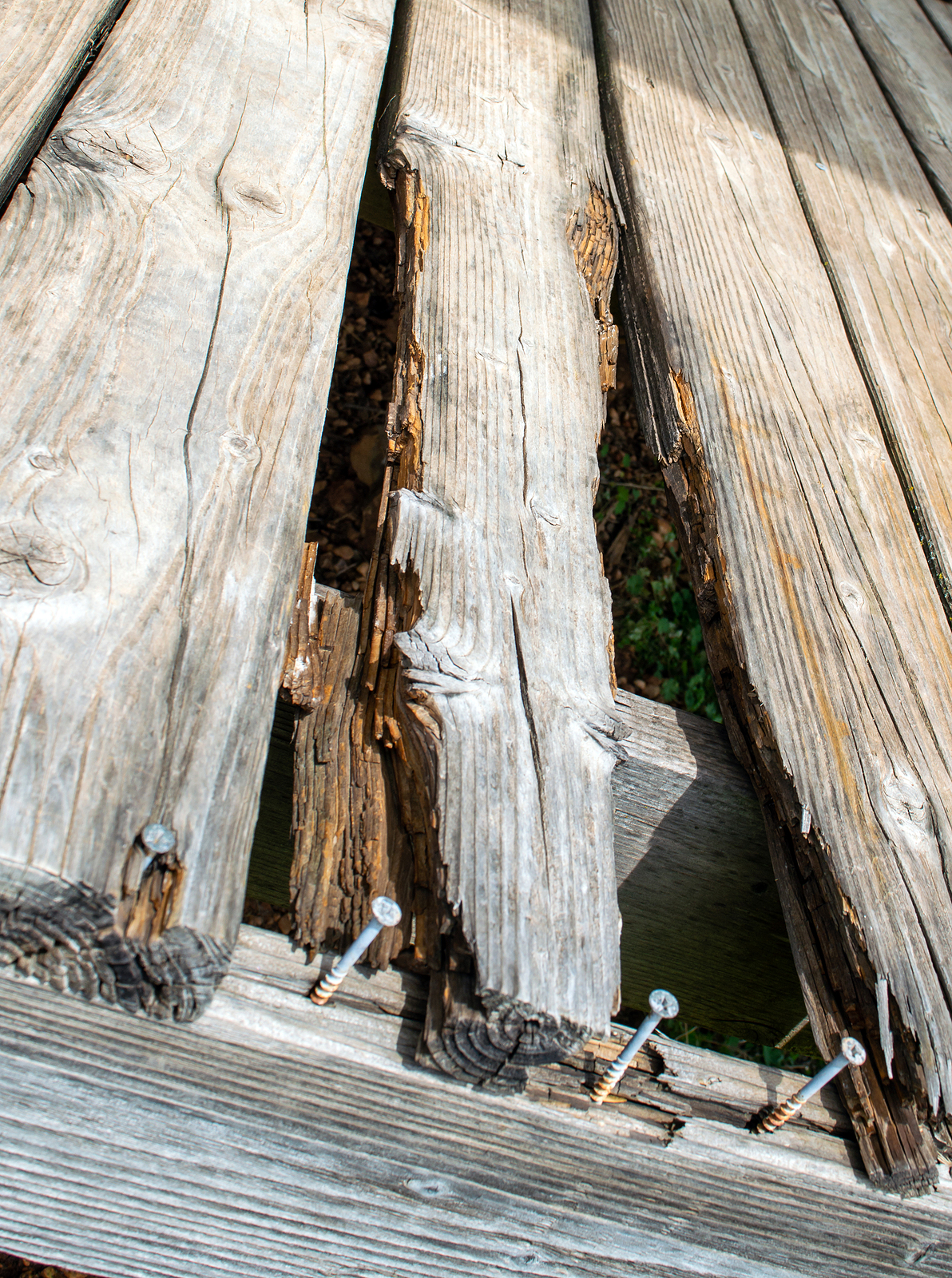 wood rot